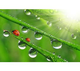 Травяные / лесные / морские / свежесть