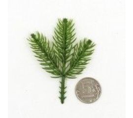 Еловые веточки