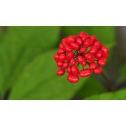 Женьшень, отдушка (Англия), 10мл