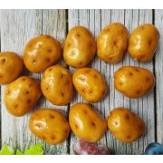 Картофель (Размер: 3,5см * 25мм), 1шт